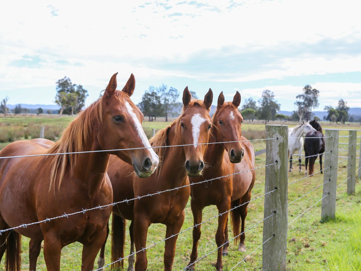 370 Six Mile Road, Eagleton NSW 2324, Image 2