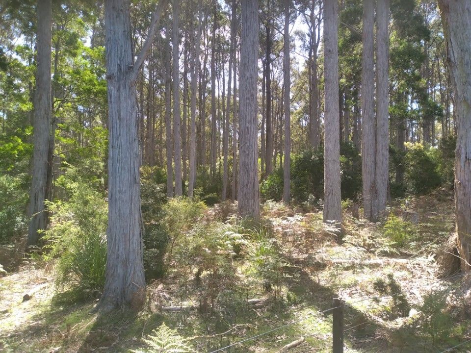 5550 Bridport Rd, Pipers River TAS 7252 House for Sale Domain