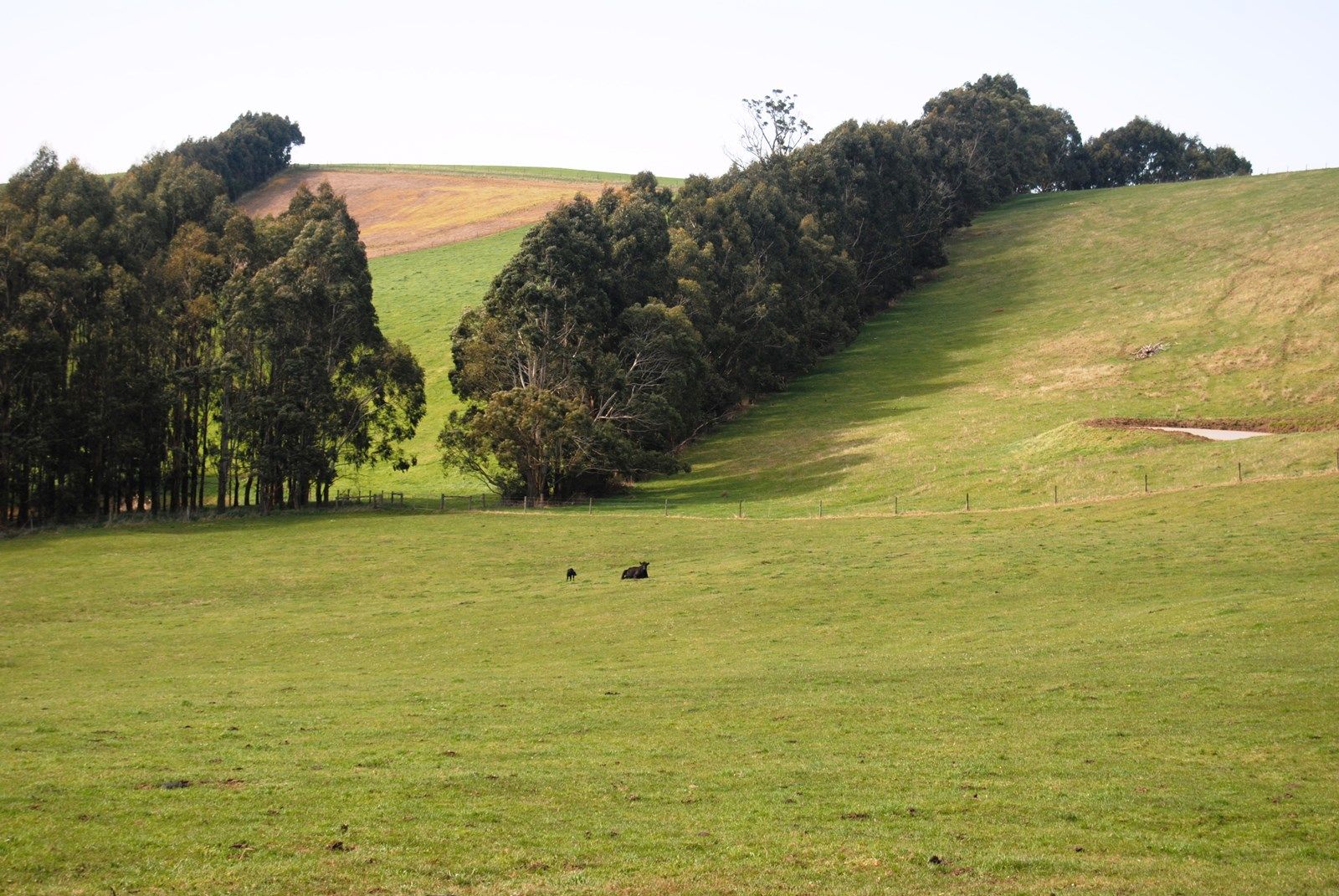 Lot 3, 2365 GRAND RIDGE ROAD, Hallston VIC 3953, Image 1