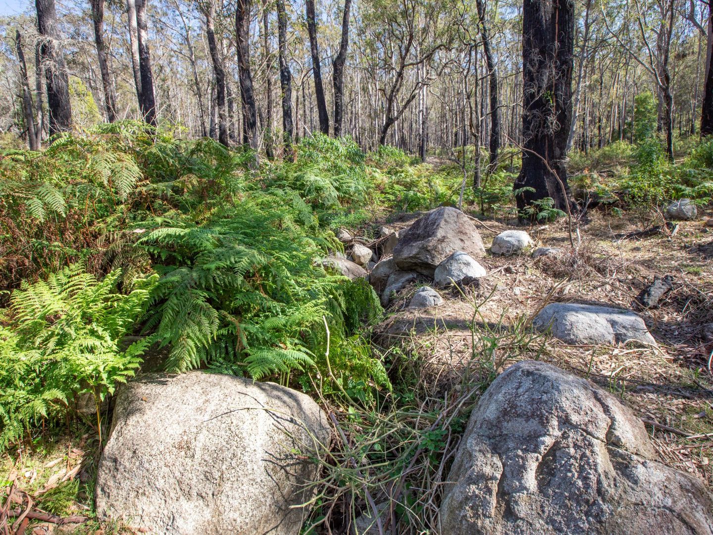 798 Yankees Gap Road, Bemboka NSW 2550, Image 1