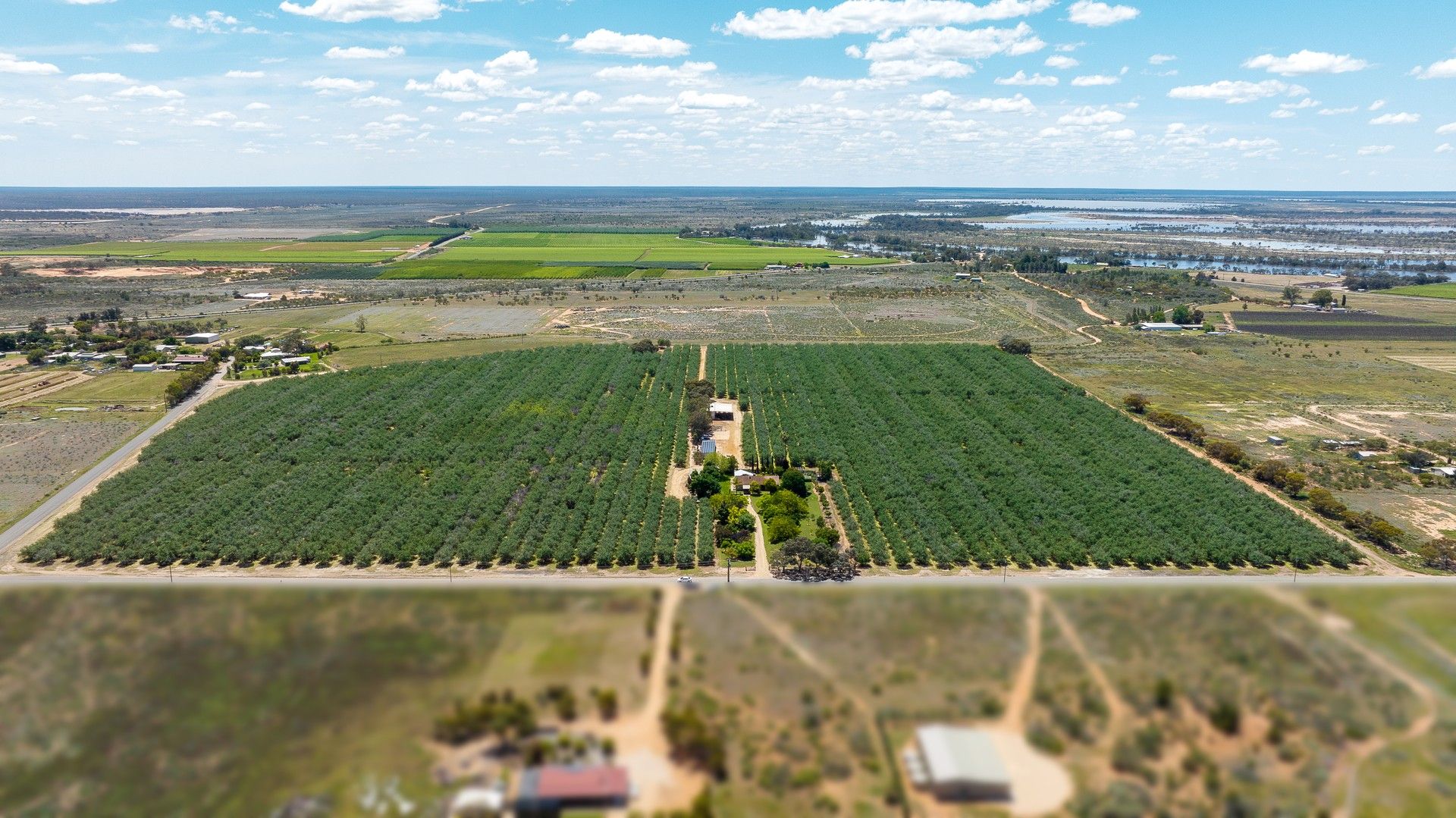27 Swan Street, Renmark SA 5341 Specialist Farm for Sale 2,900,000