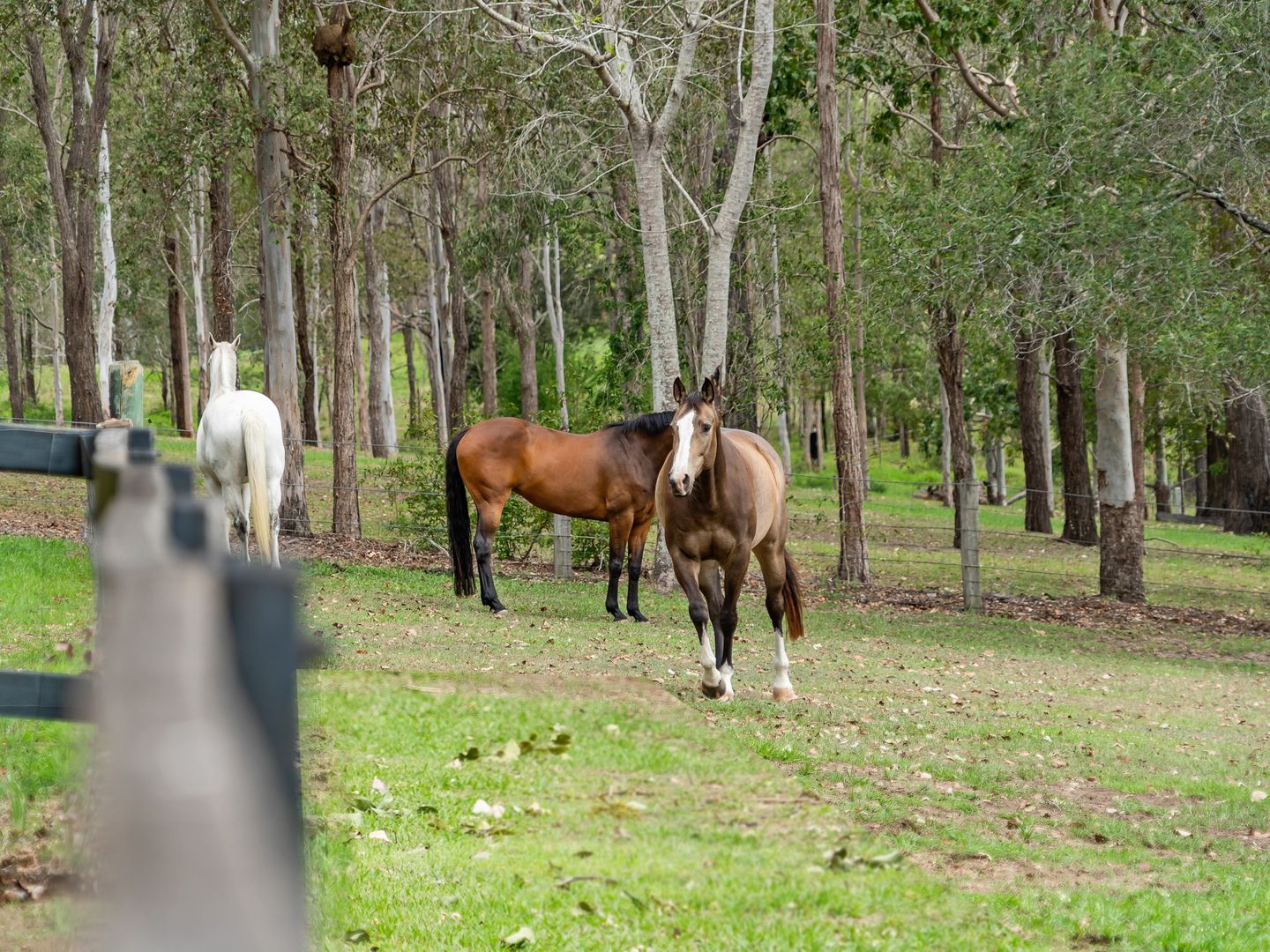 10 Arnan Court, Samford Valley QLD 4520, Image 1