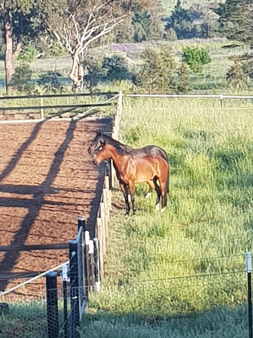 Additional image 24 of 5 STRINGYBARK PLACE, Manton NSW 2582