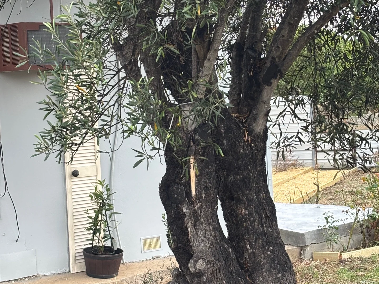 Additional image 5 of 1 Patterson Street, Bordertown SA 5268