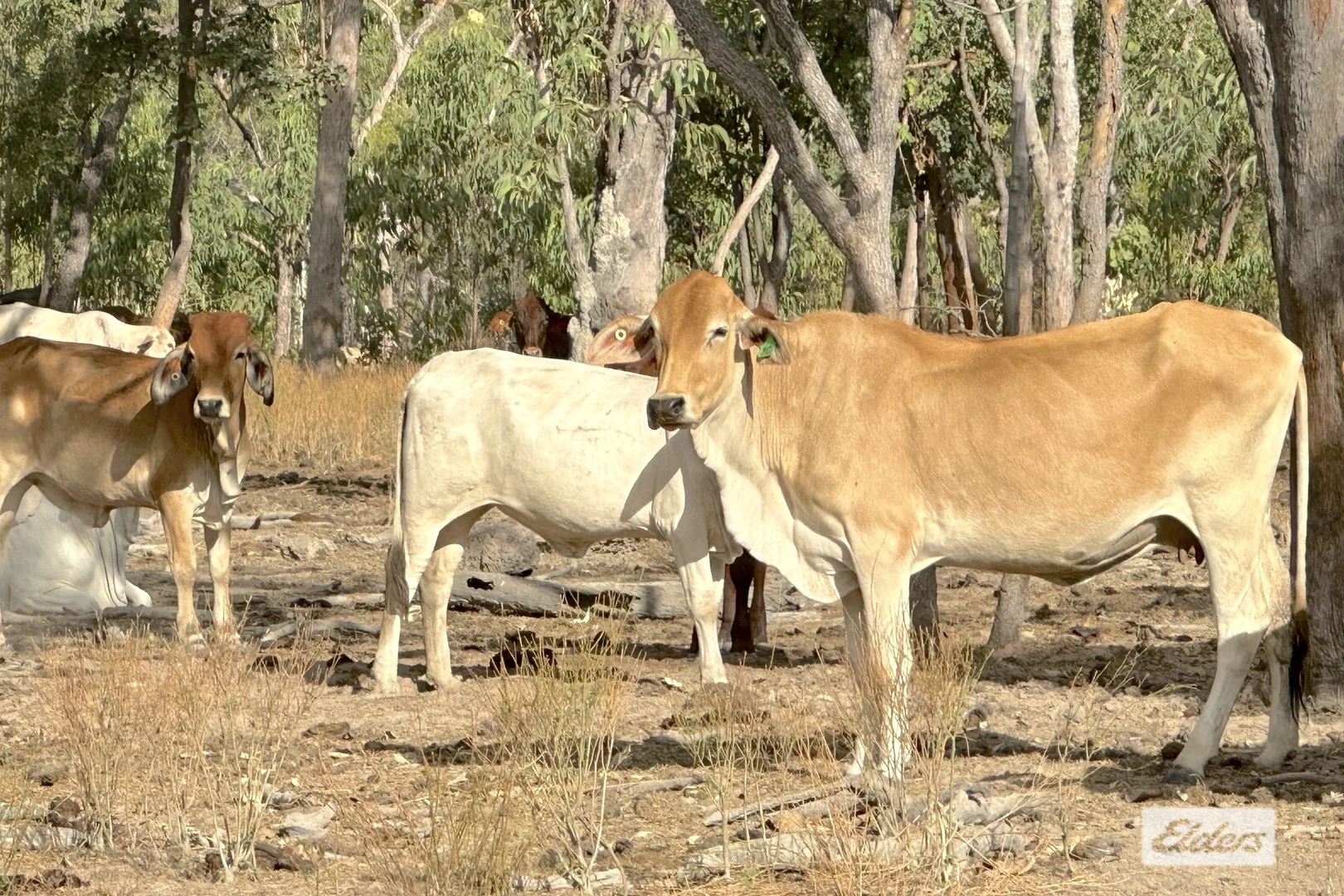 Additional image 25 of 4320 Stuart Highway, Katherine NT 0850