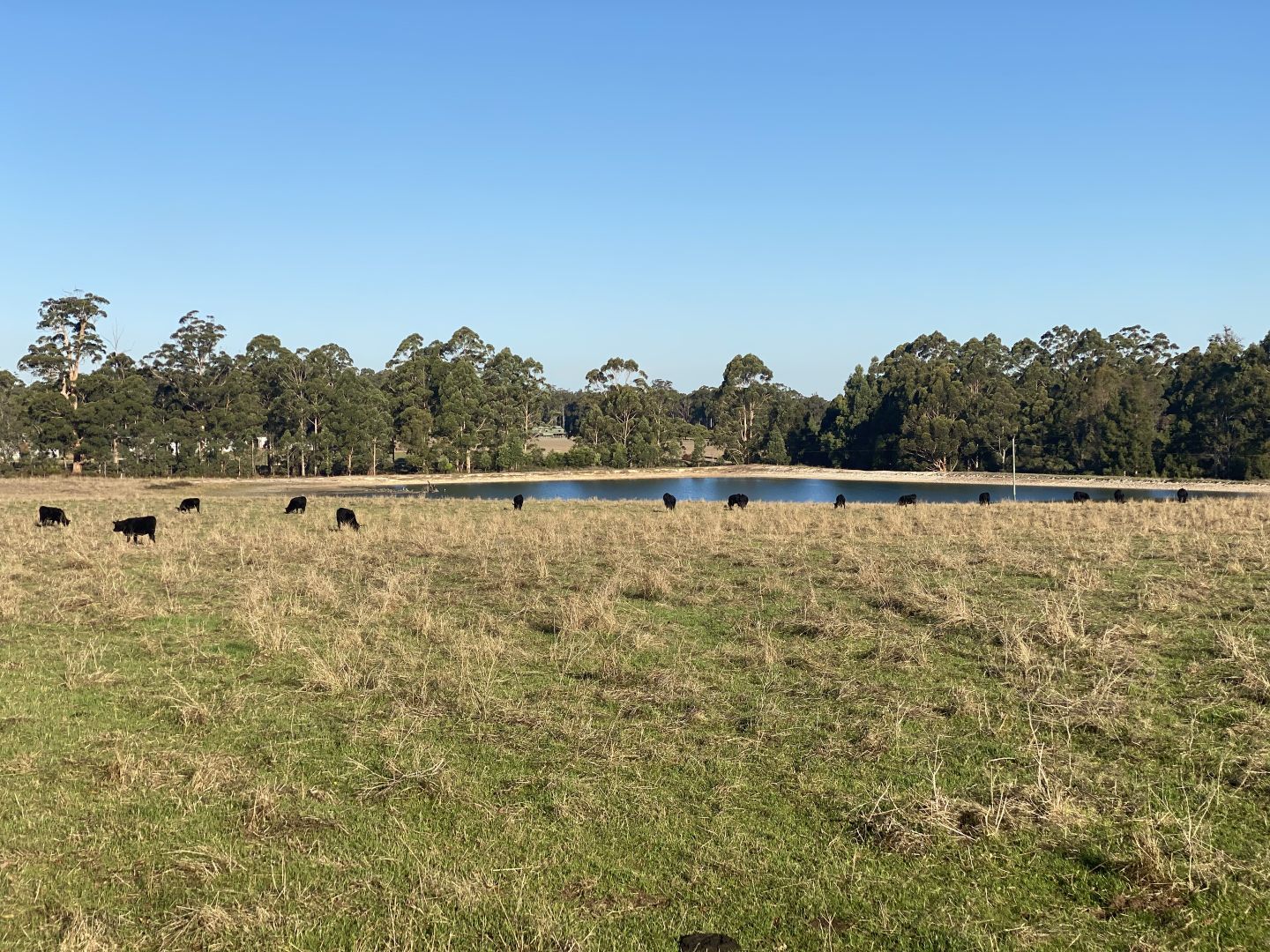 97 Waughs Road (Glenoran), Manjimup WA 6258 Farm for Sale Domain