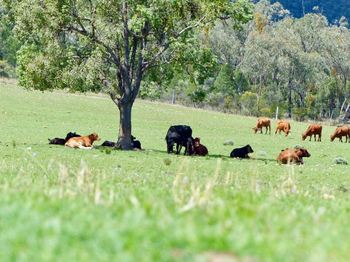 "Wilga Vale" Glovers Tea Tree Creek Road, Silver Spur QLD 4385, Image 1