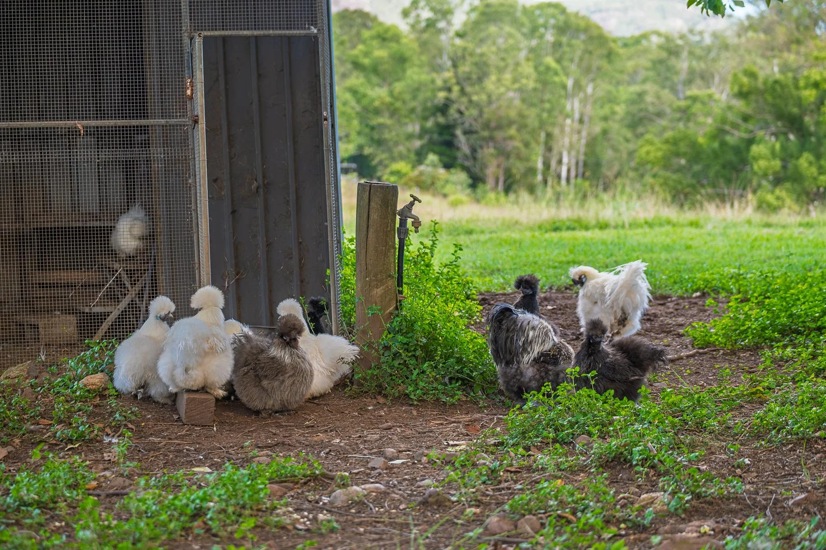 Additional image 47 of 40 McGinn Road, Gheerulla QLD 4574