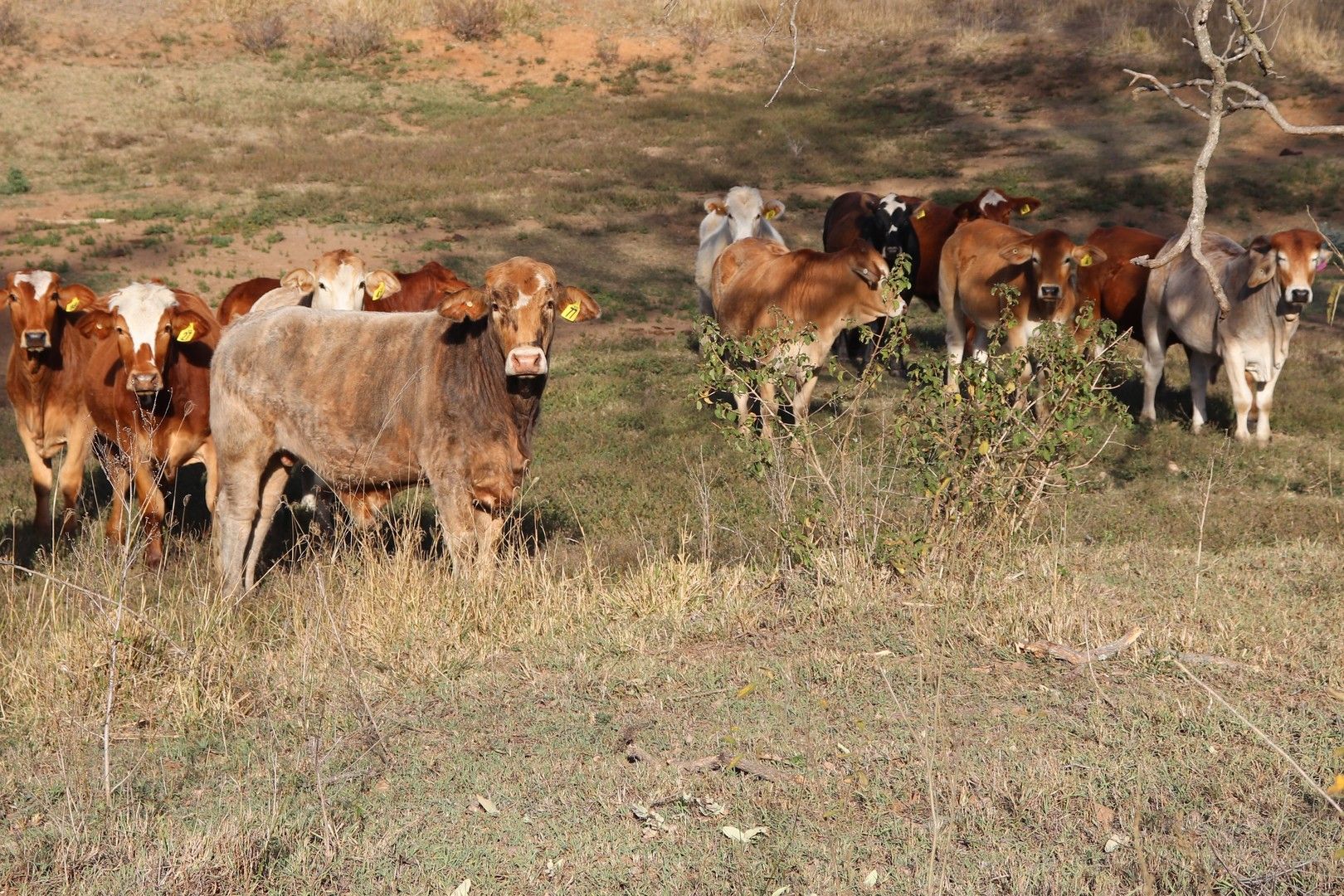 571 Daniels Road, Tablelands QLD 4605 House for Sale 875,000