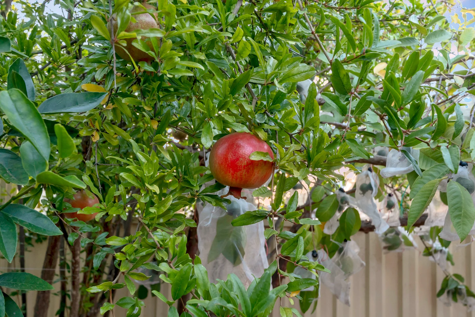 Additional image 34 of 2 Bunratty Link, Canning Vale WA 6155