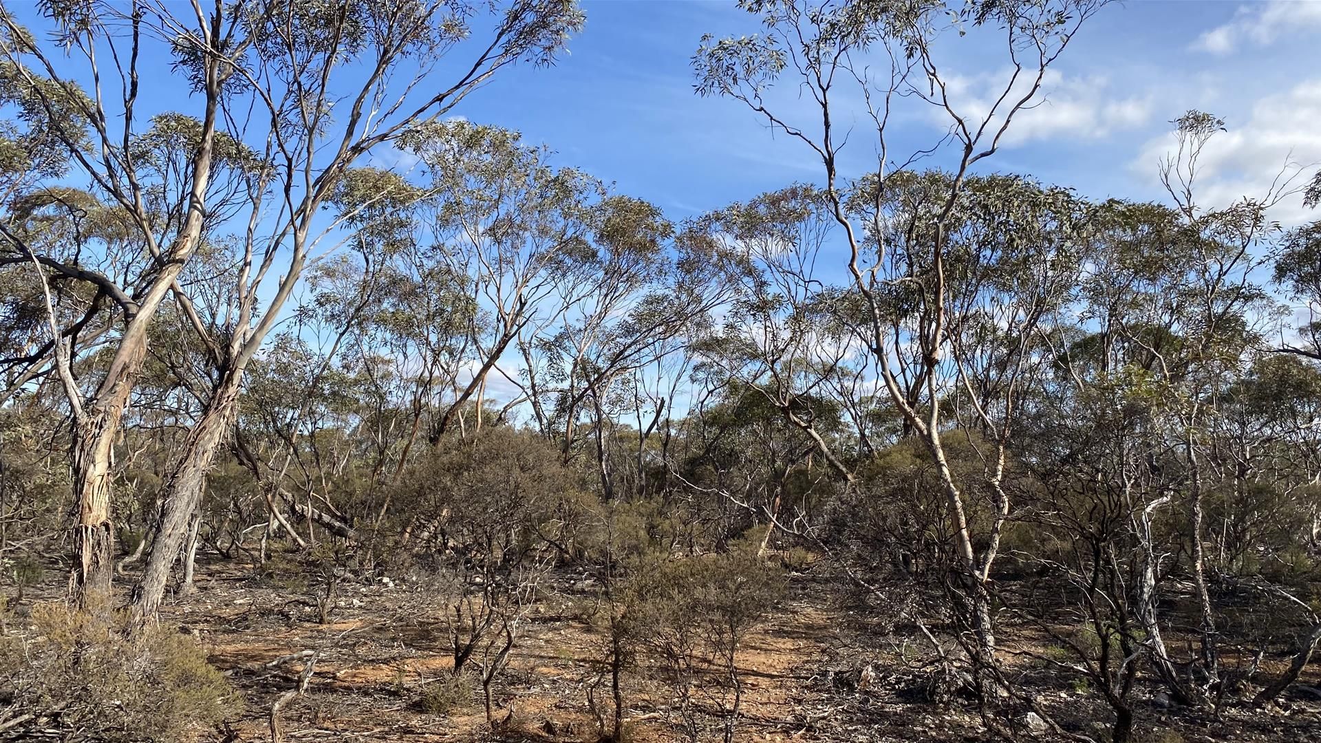 Murraylands Road, Black Hill SA 5353, Image 2