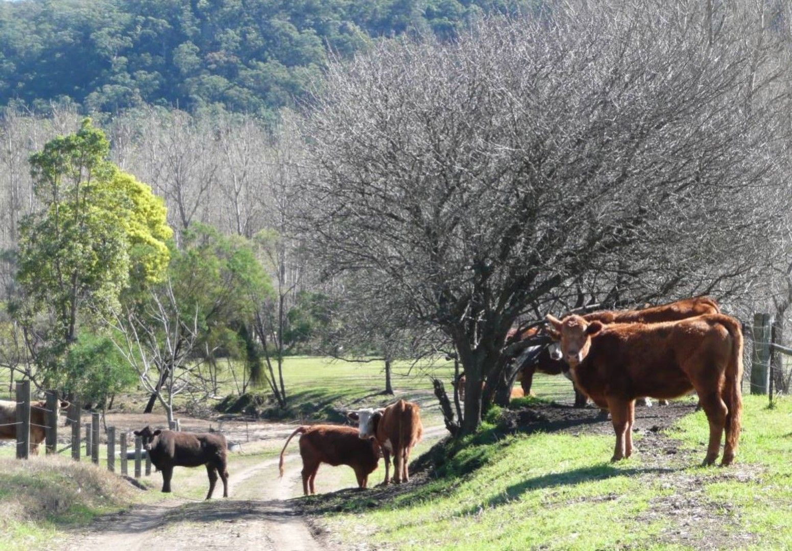 Lot 2-104 Gorricks Run, Upper Macdonald NSW 2775, Image 2