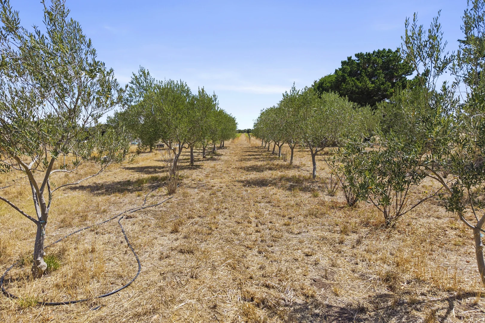 Additional image 5 of Lot 6 Camperdown Lismore Road, Lismore VIC 3324