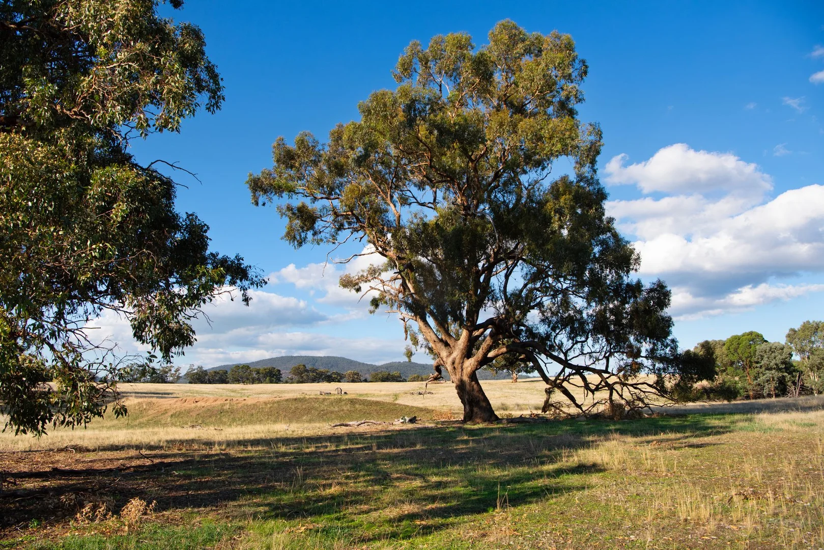 Additional image 7 of 135 Tarrengower School Road, Tarrengower VIC 3463