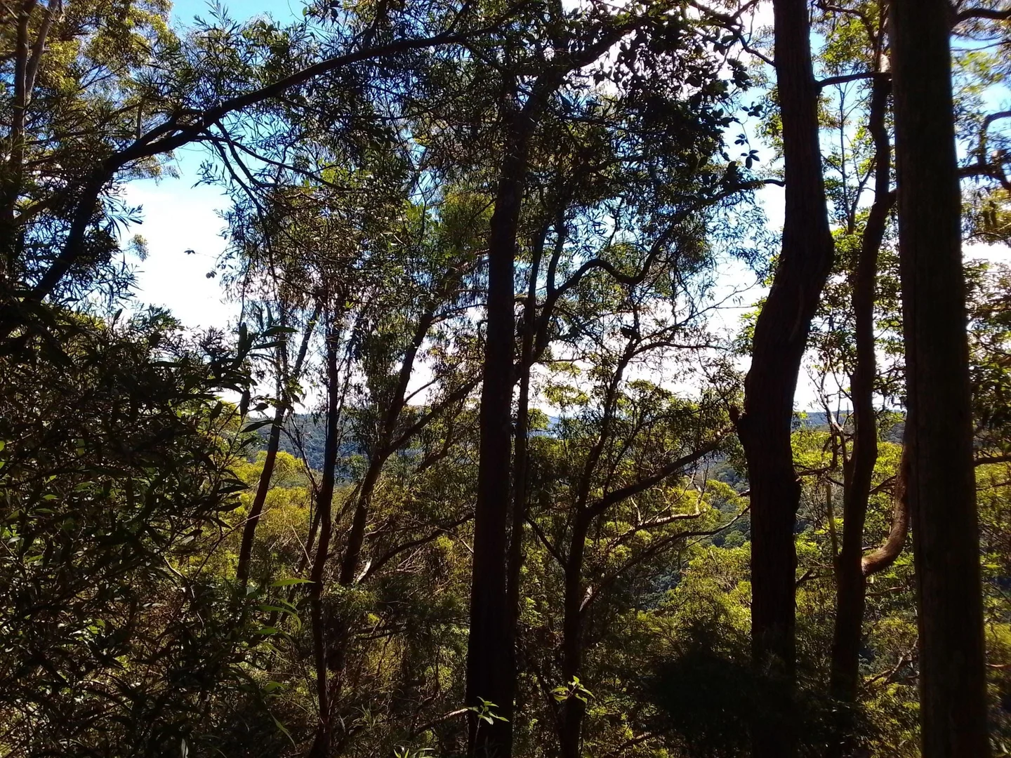 Additional image 3 of 2195 Springbrook Road, Springbrook QLD 4213