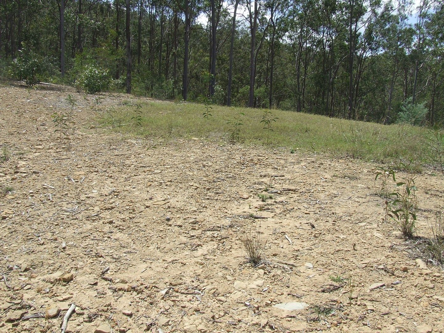 Mundoolun QLD 4285, Image 0