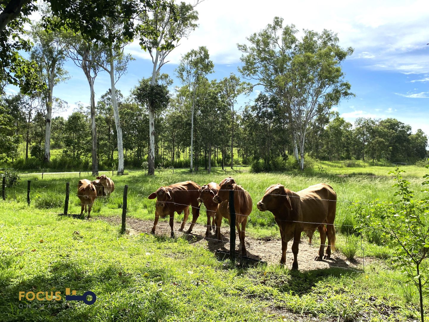 114 East Funnel Creek Road, Sarina Range QLD 4737, Image 1