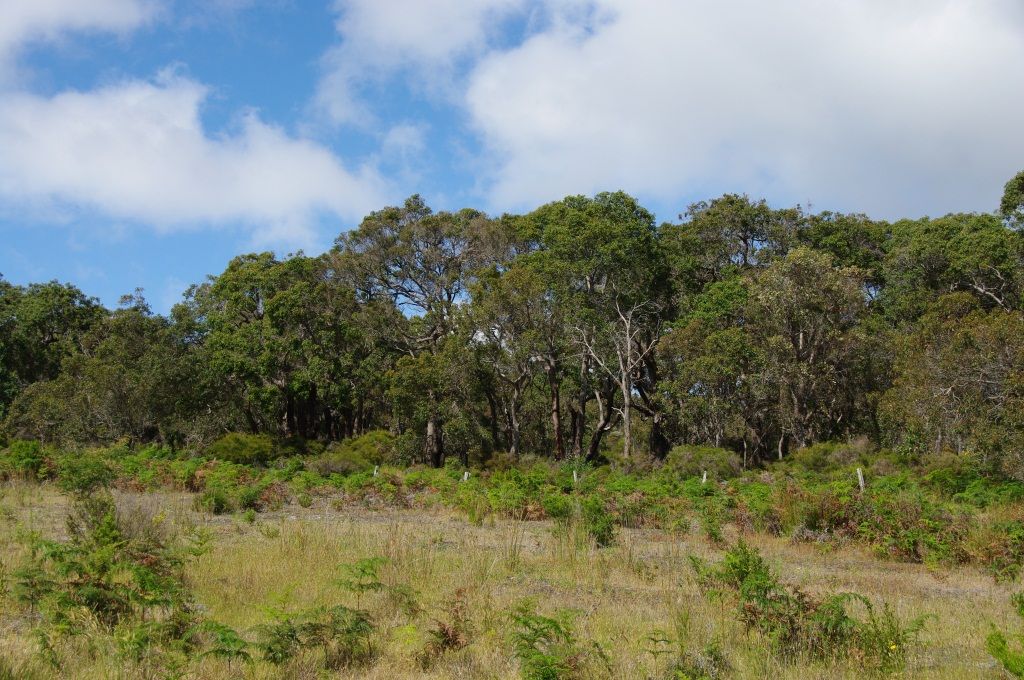 Lot 202 Migo Place, Kronkup WA 6330, Image 1