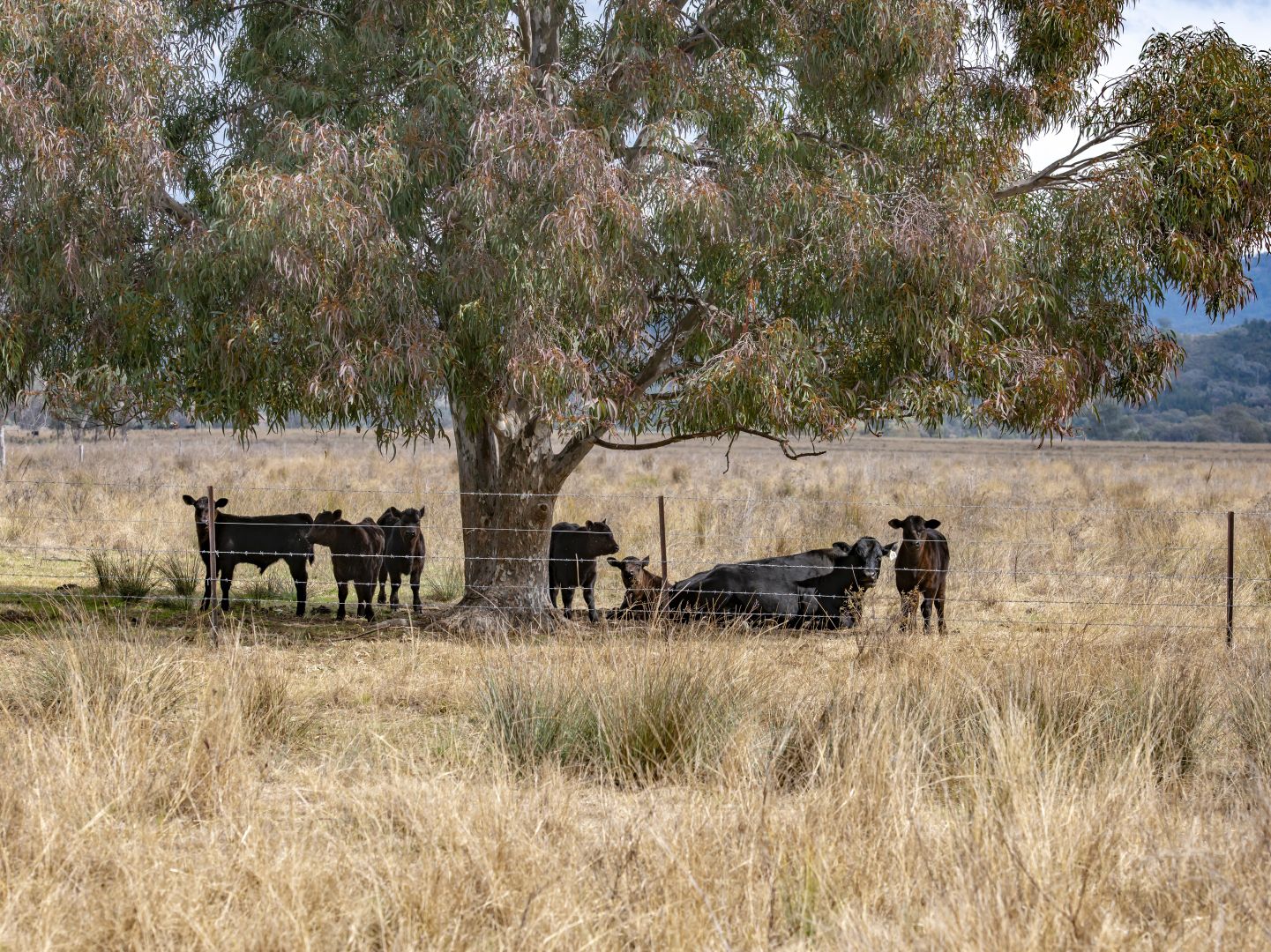 4813 Killarney Gap Road, Narrabri NSW 2390, Image 2