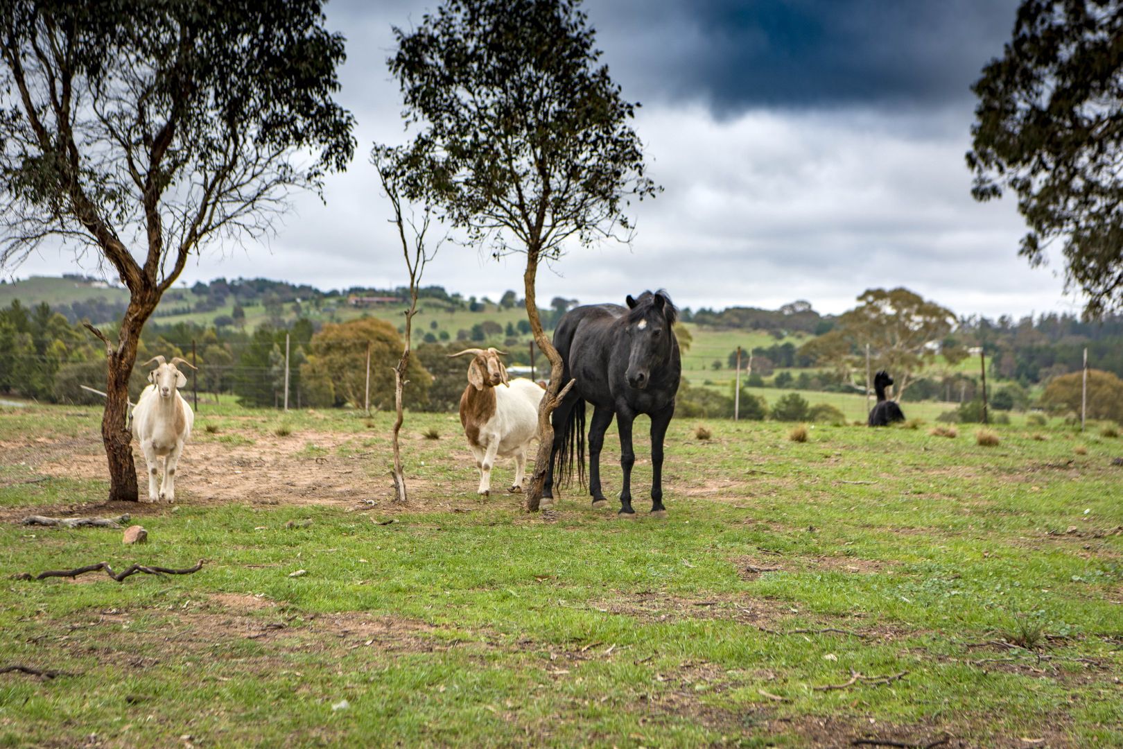 69 Molonglo River Drive, Carwoola NSW 2620, Image 1