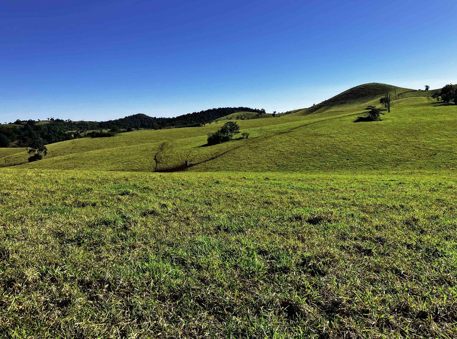 Tarzali QLD 4885 Specialist Farm for Sale 1,200,000 Domain