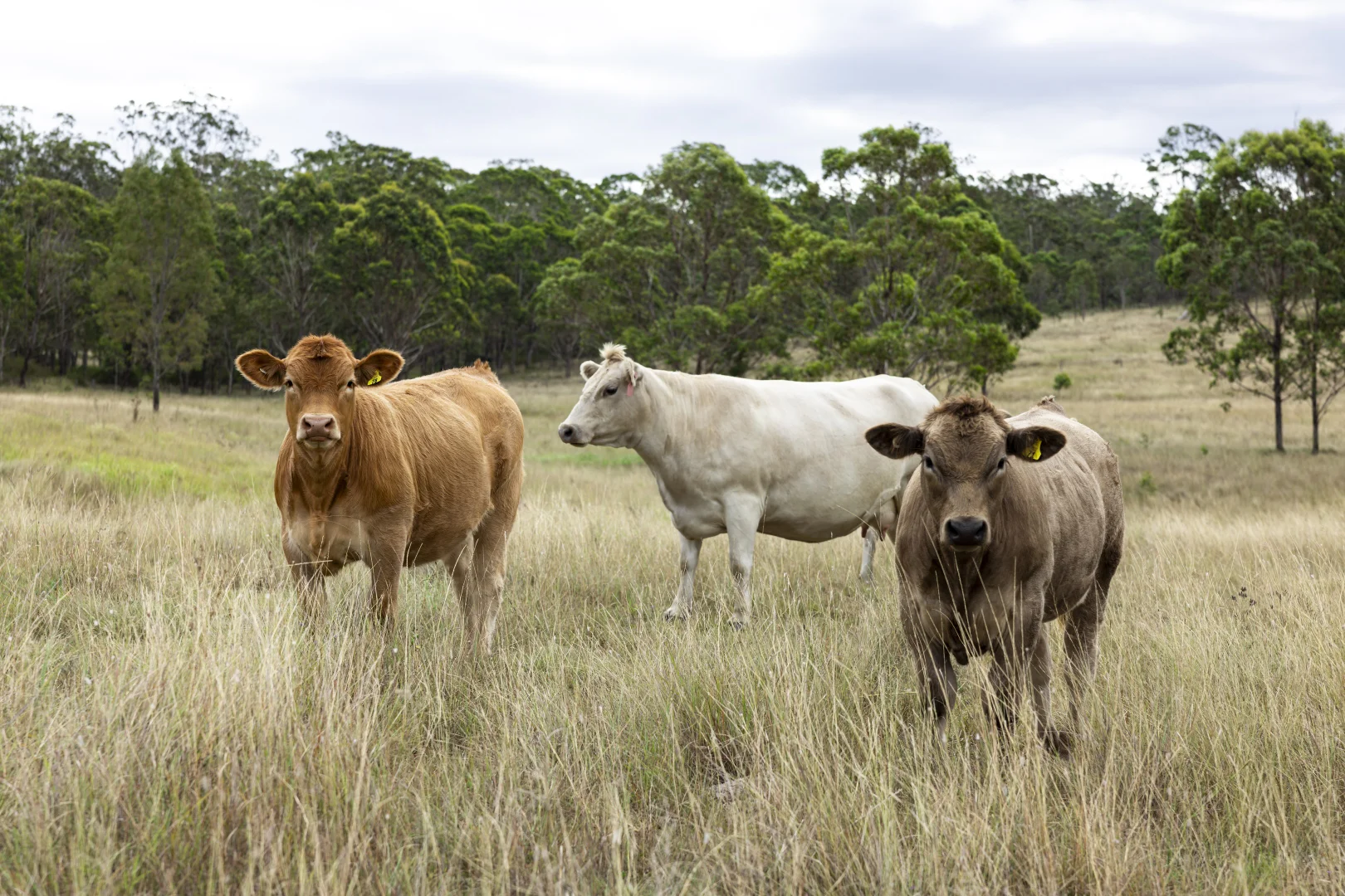 2492 New England Highway, Cooyar QLD 4402