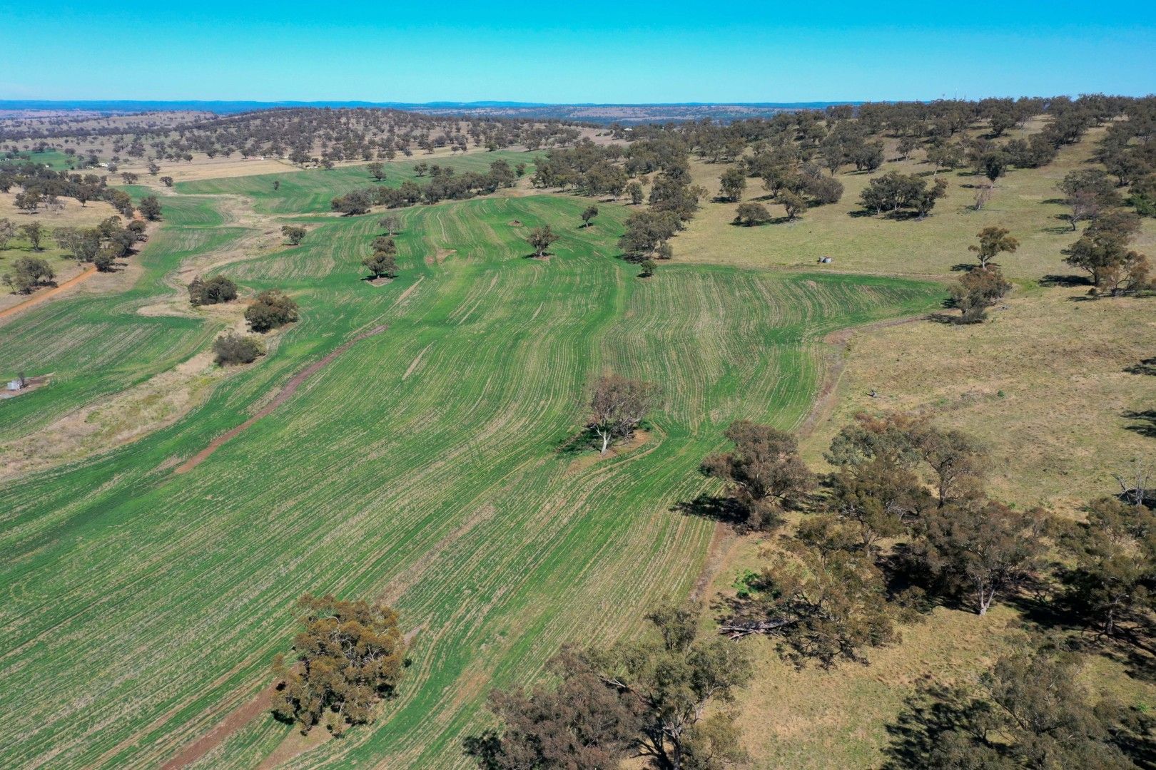 'East View' Racecourse Rd, Cassilis NSW 2329, Image 0