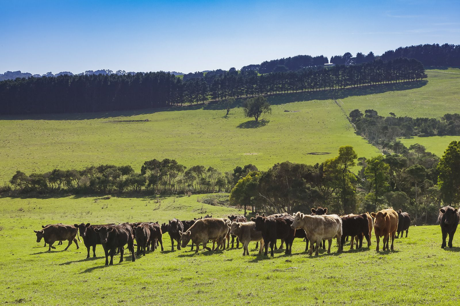 14 Browns Road, Main Ridge VIC 3928, Image 1