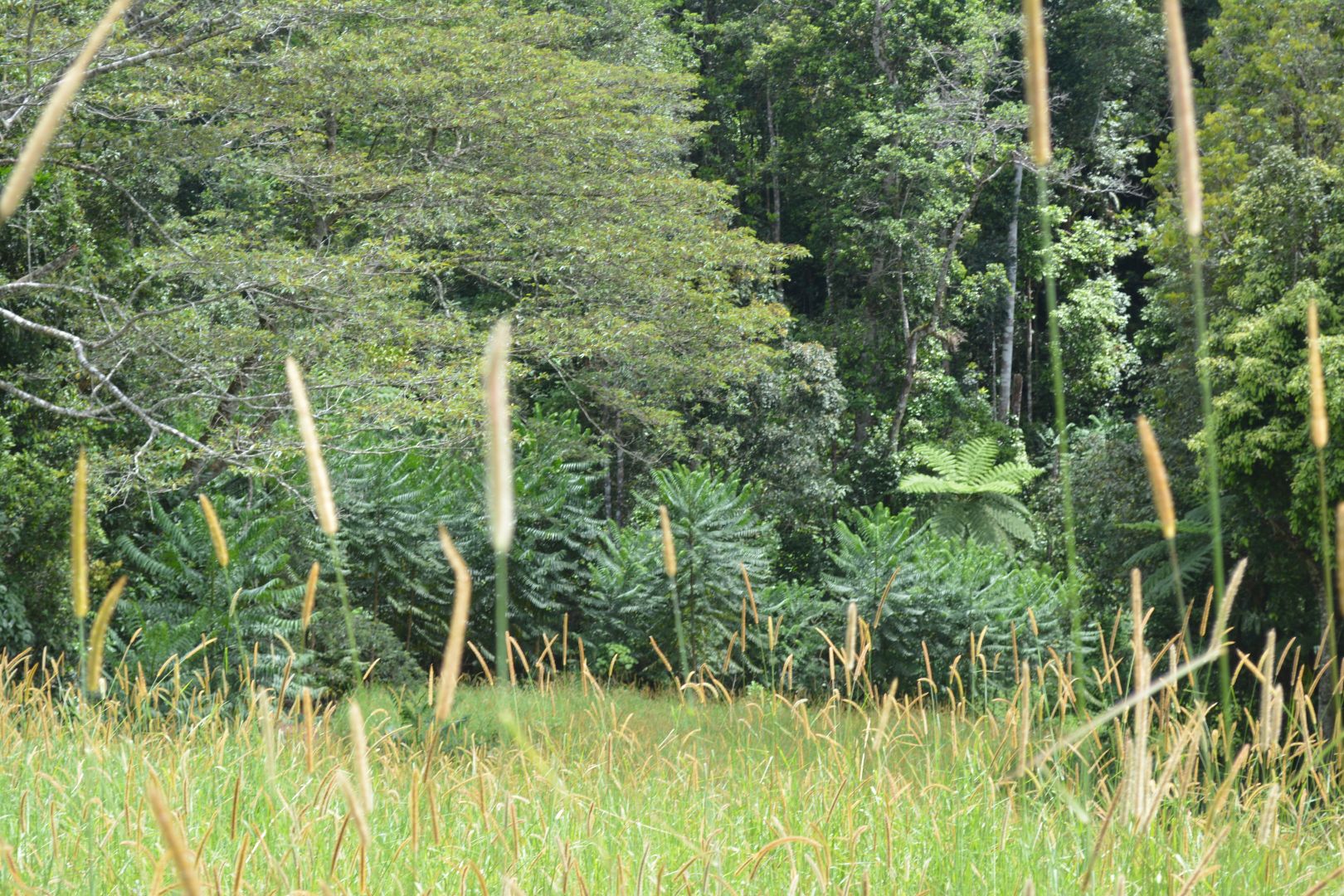 Lot 391 Biggs Road East, Beatrice QLD 4886 House for Sale 420,000