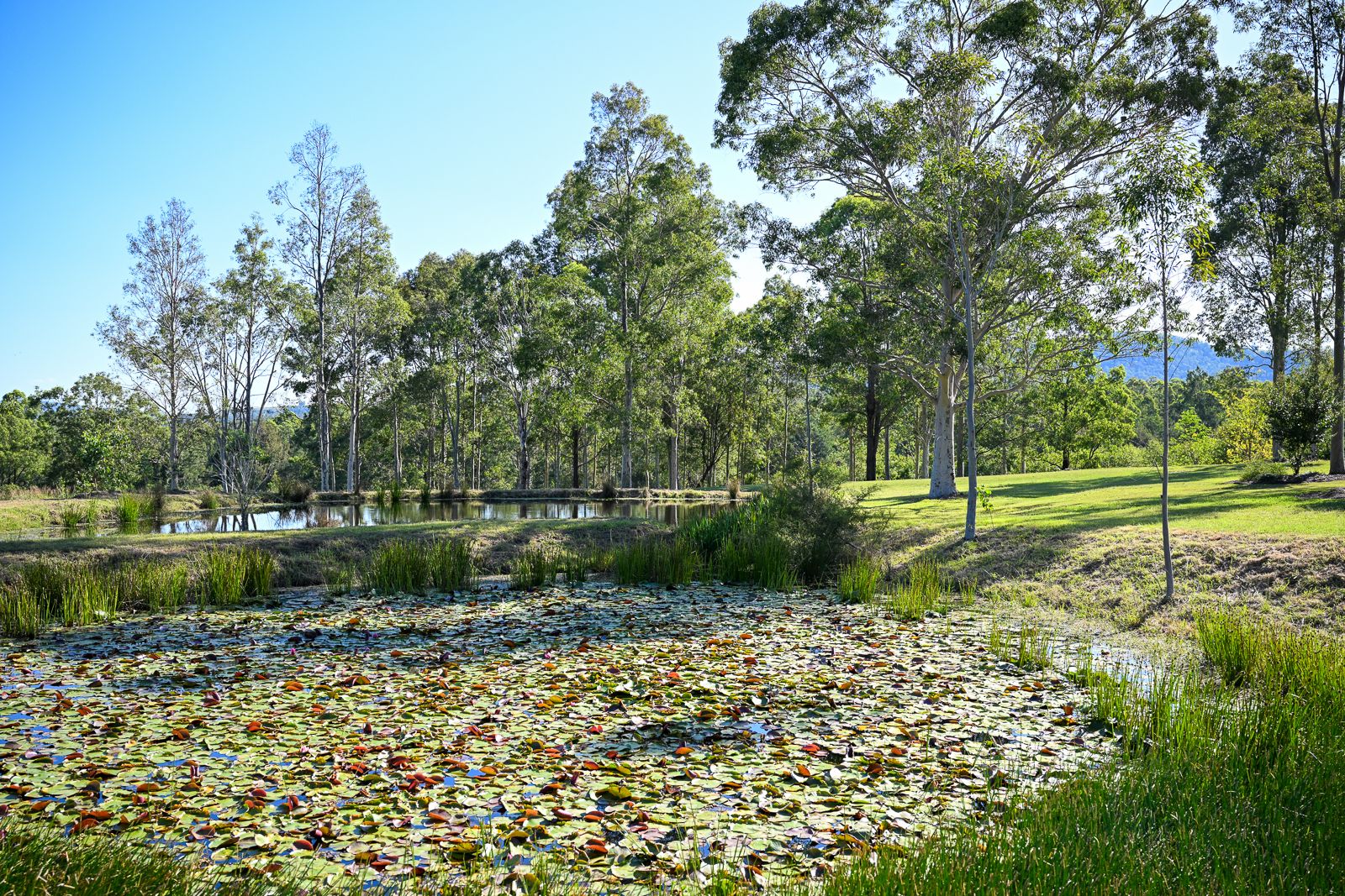 138 Dog Trap Creek Road, East Gresford NSW 2311, Image 1