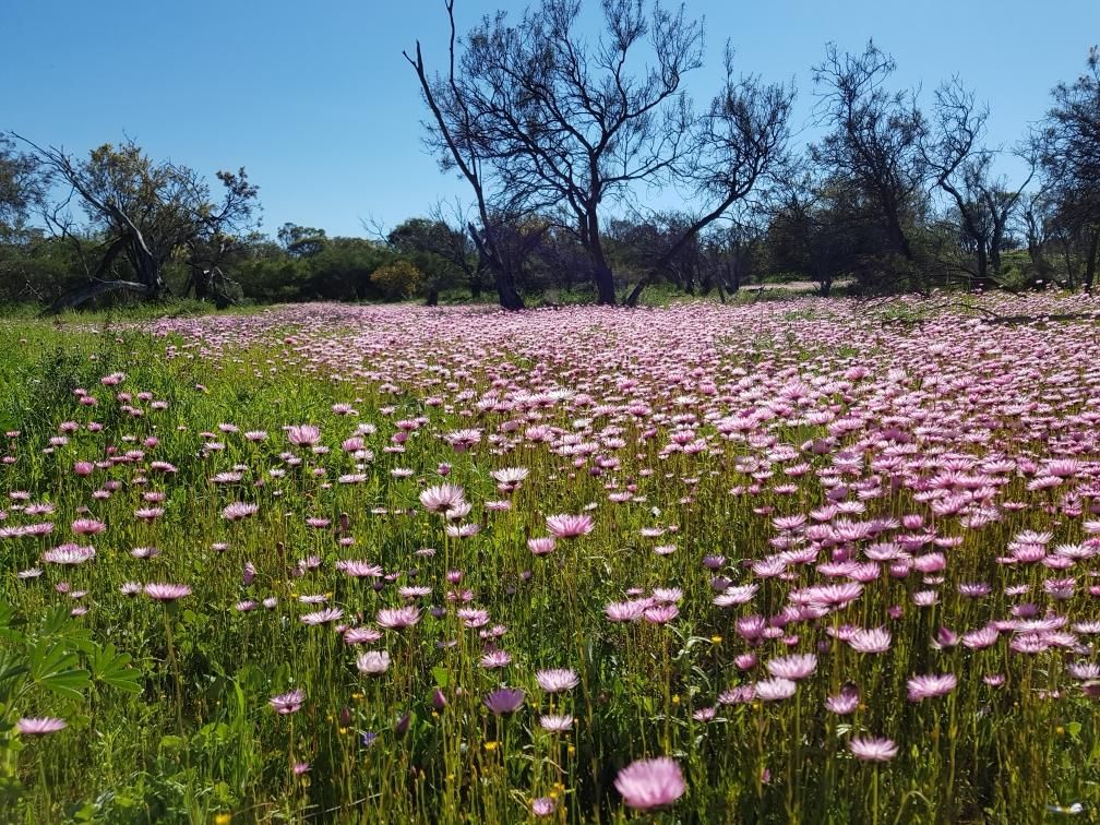 Lot 3352 Beatty Haselby Rd, Naraling WA 6532, Image 0