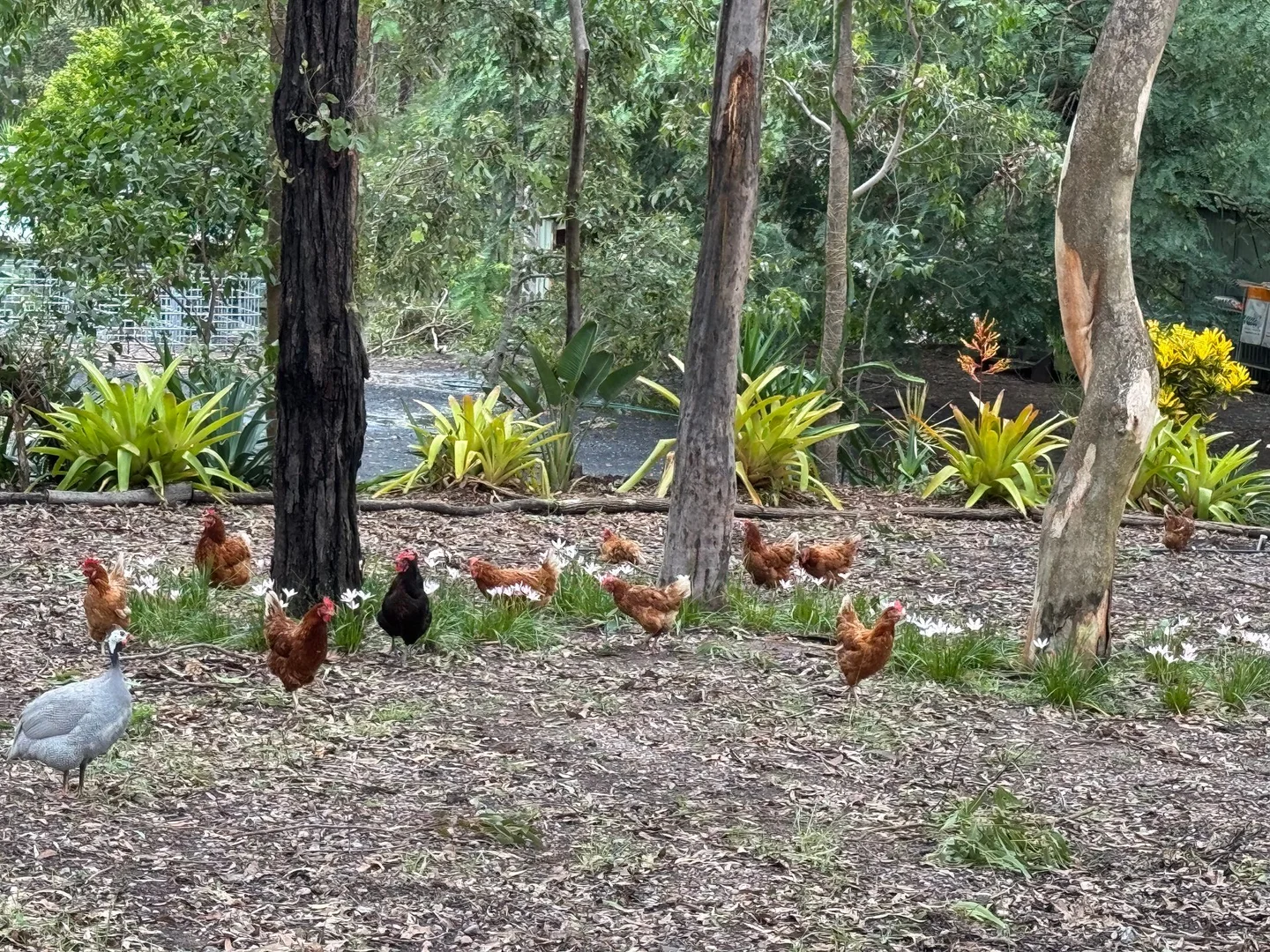 Additional image 22 of 262 Kangaroo Gully Rd, Bellbowrie QLD 4070