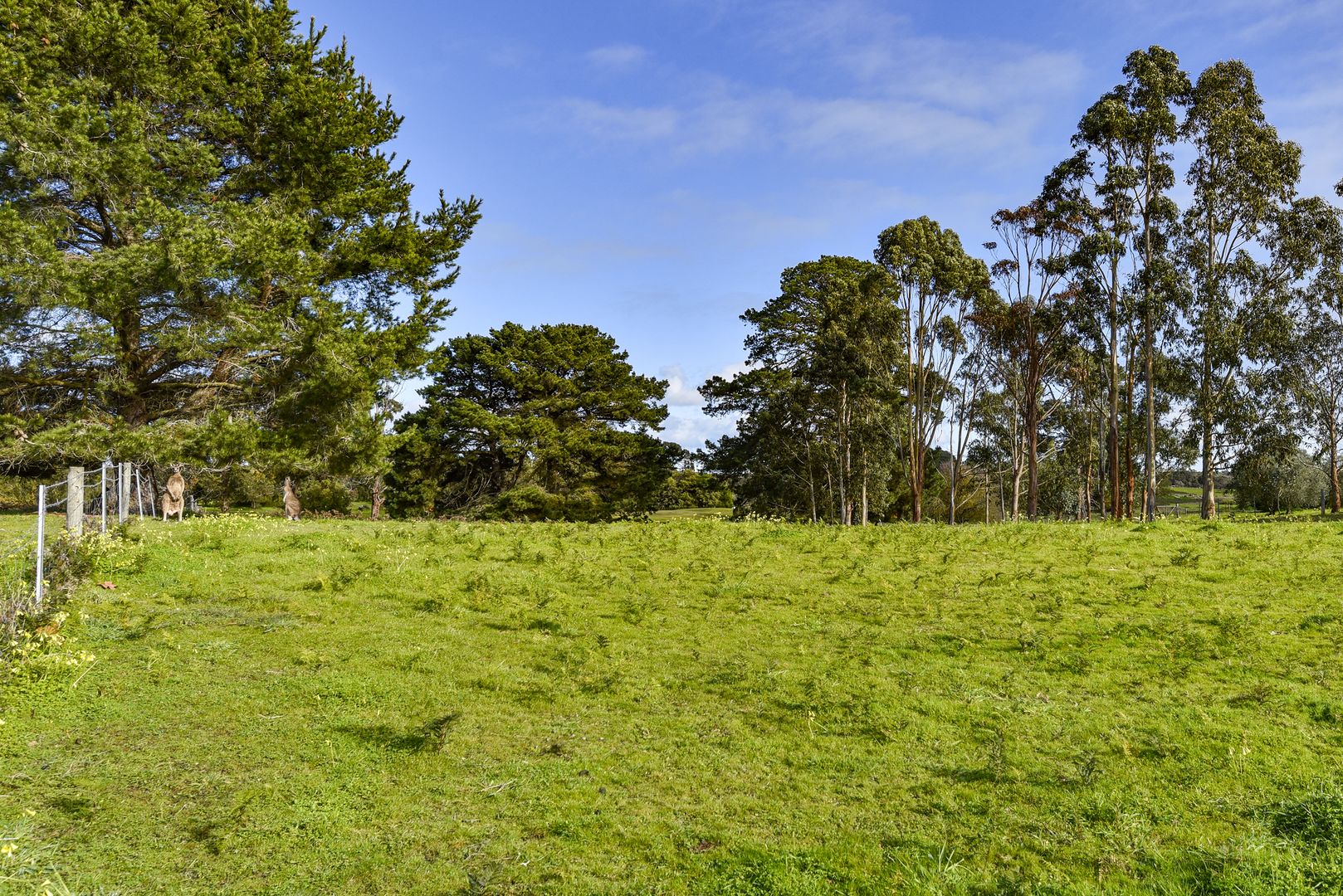 Lot 907 Skeer Road, Hatherleigh SA 5280, Image 1