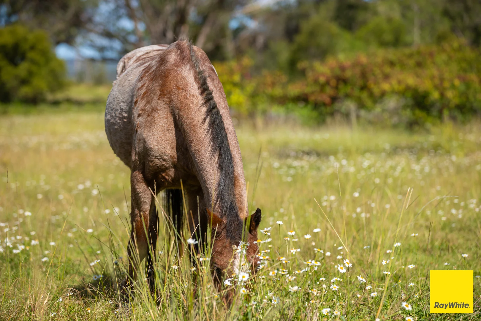 Additional image 16 of 126 Cross Street, Dorrigo NSW 2453