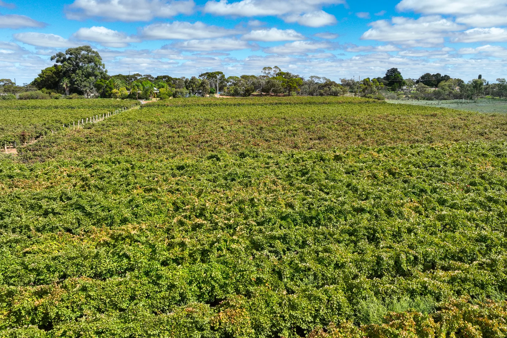 Additional image 36 of 129 Evans Road, Barmera SA 5345
