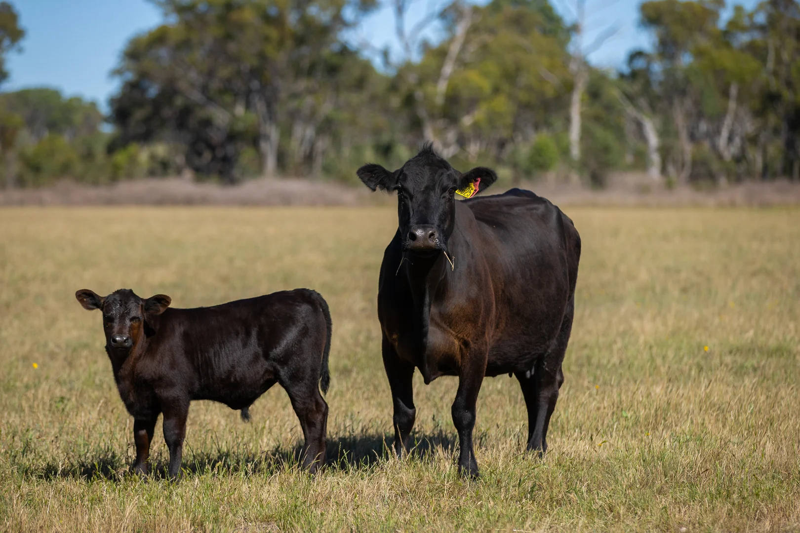 Additional image 7 of Inverell NSW 2360