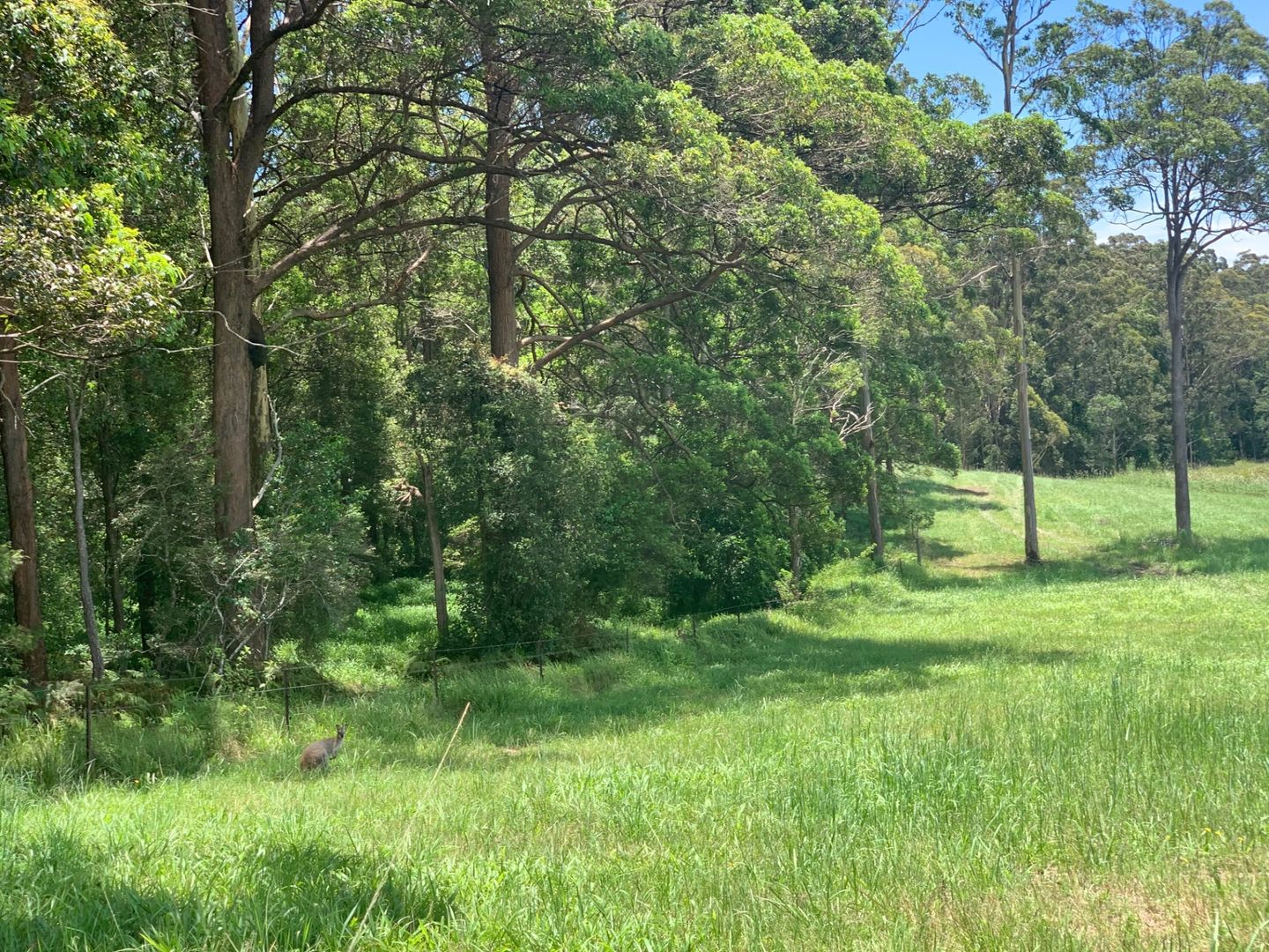 Lot 7 Wallaby Park, Congarinni NSW 2447, Image 2