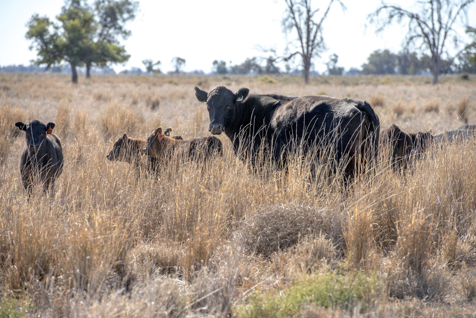 Coonamble NSW 2829, Image 2