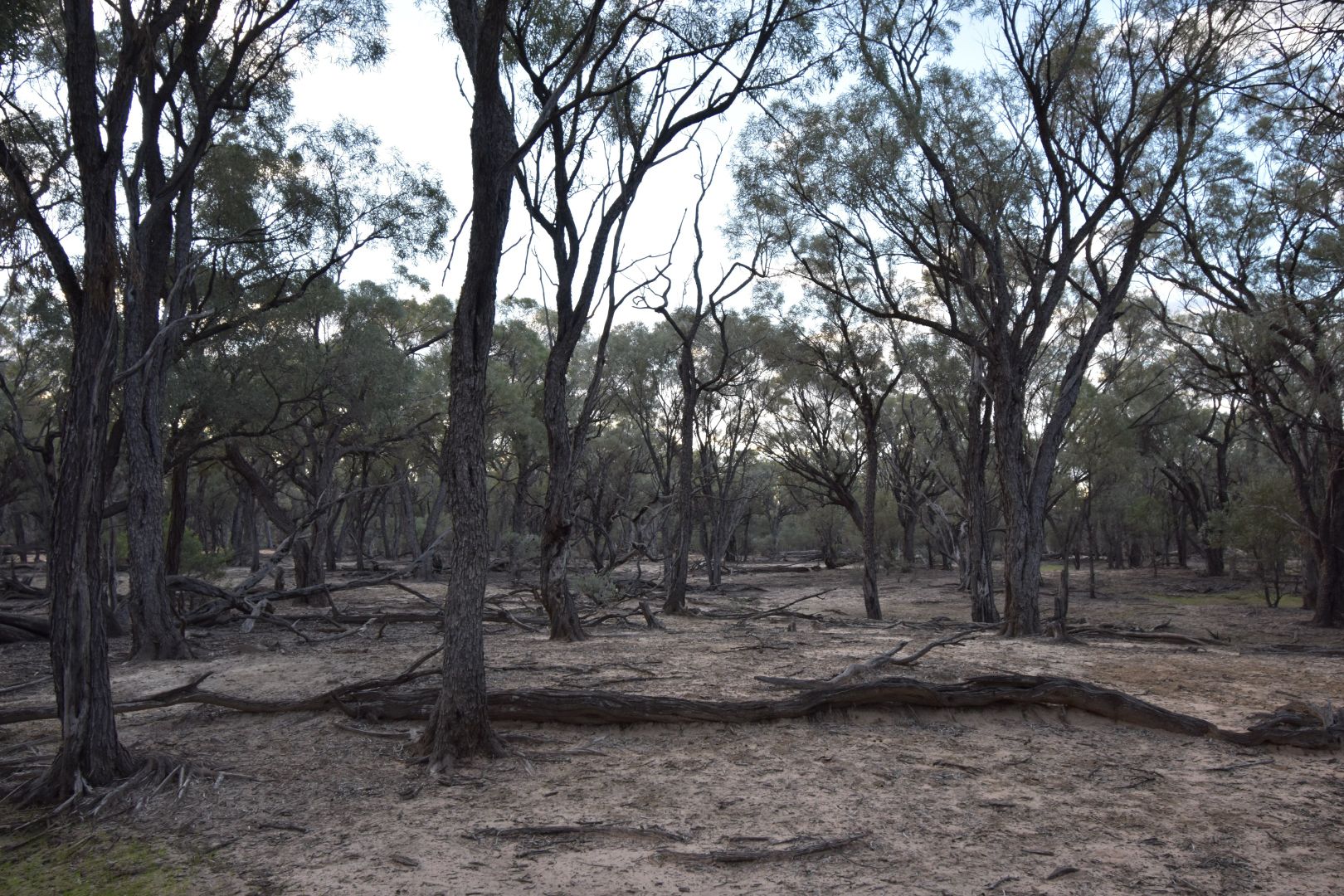 Lot 112 Capricorn Highway, Barcaldine QLD 4725, Image 2