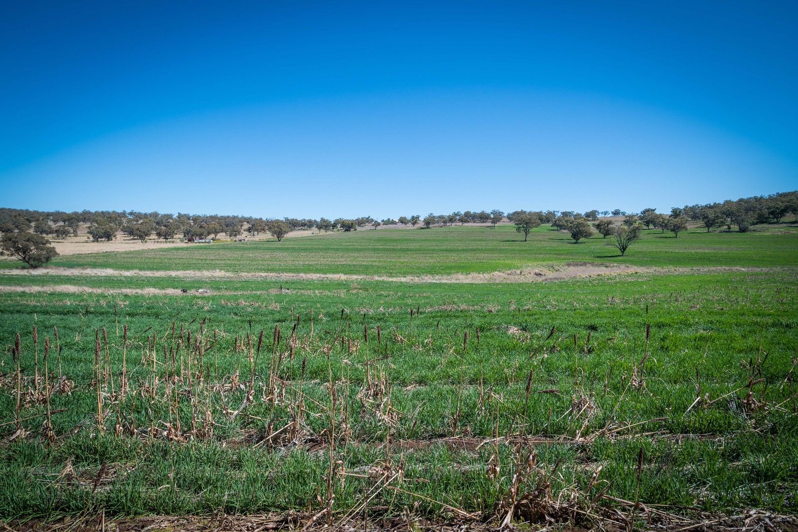 'East View' Racecourse Rd, Cassilis NSW 2329, Image 1