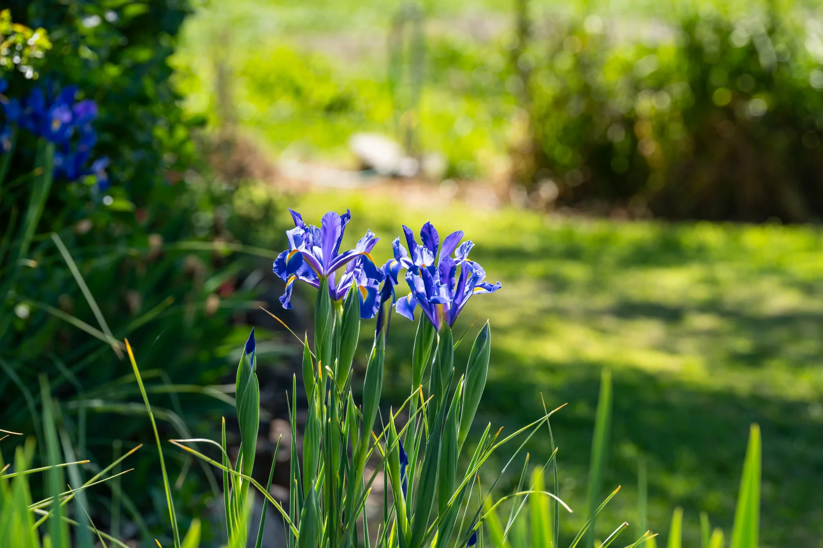 Image 29