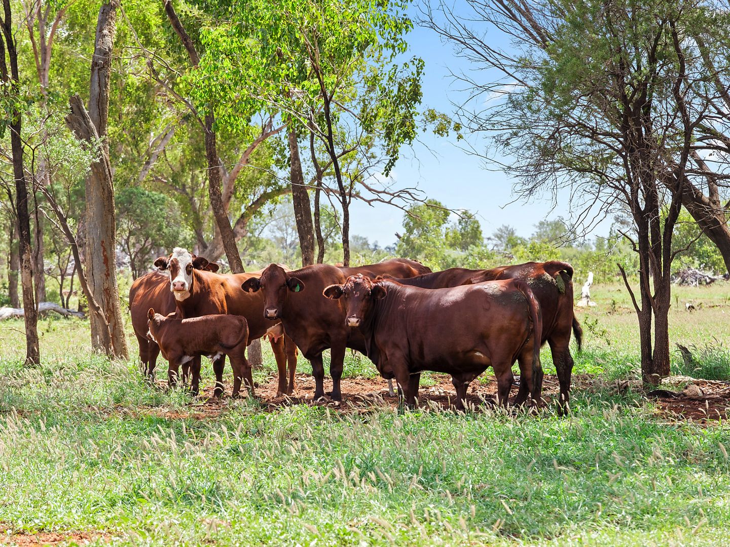 Glenmuir Middle Road, St George QLD 4487, Image 1