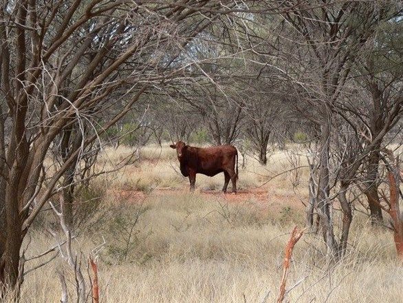 . Kingbolt, Bourke NSW 2840, Image 1