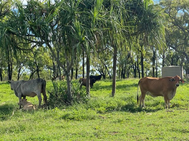 288F Old Coach Road, Majors Creek QLD 4816, Image 0