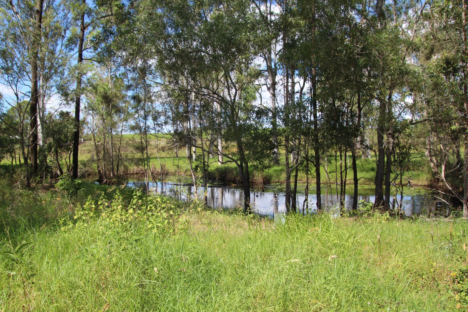 Additional image 10 of 457 Teddington Road, Tinana South QLD 4650