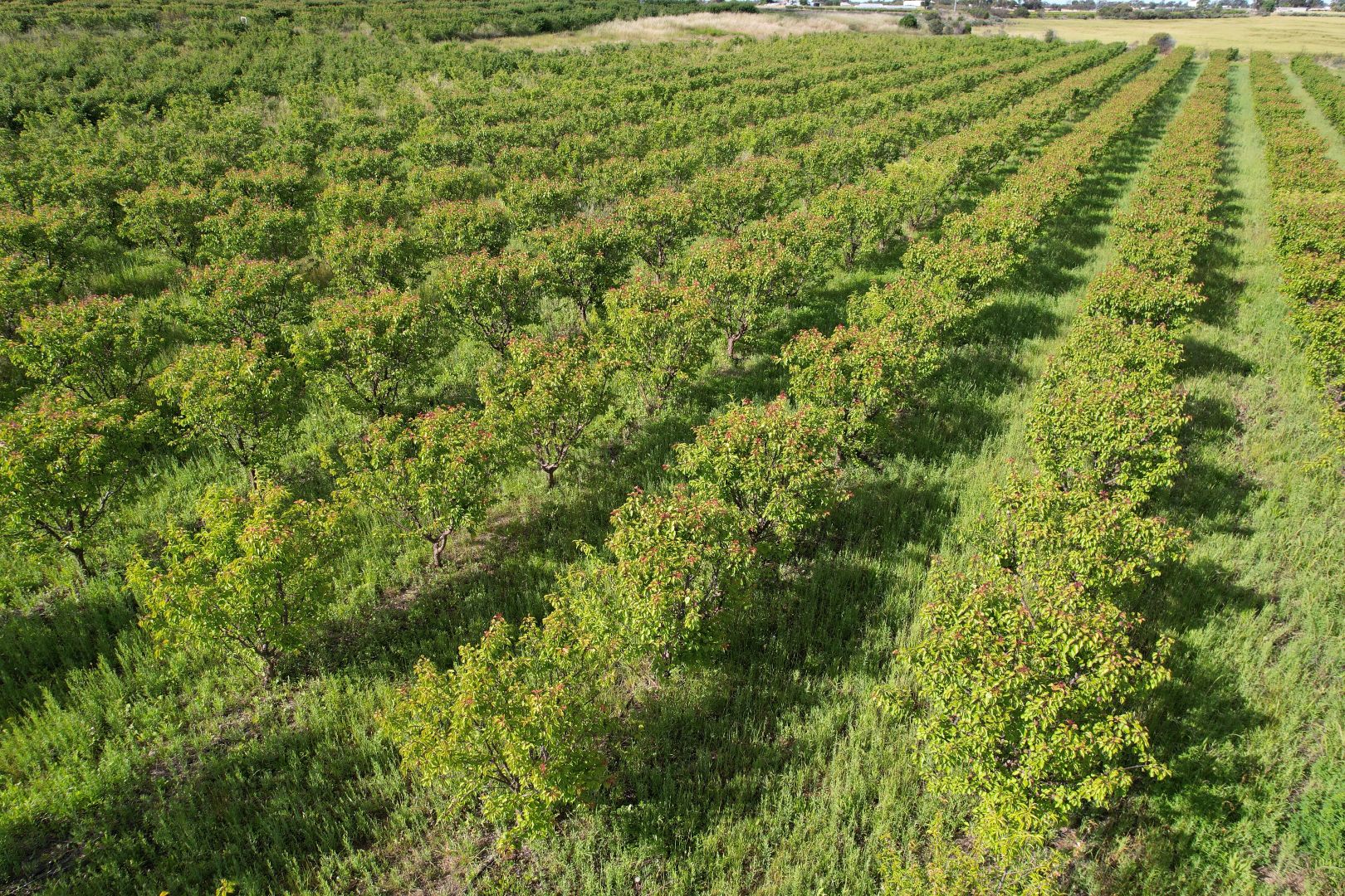 95 Pira Road, Nyah West VIC 3595 Farm for Sale 165,000 Domain