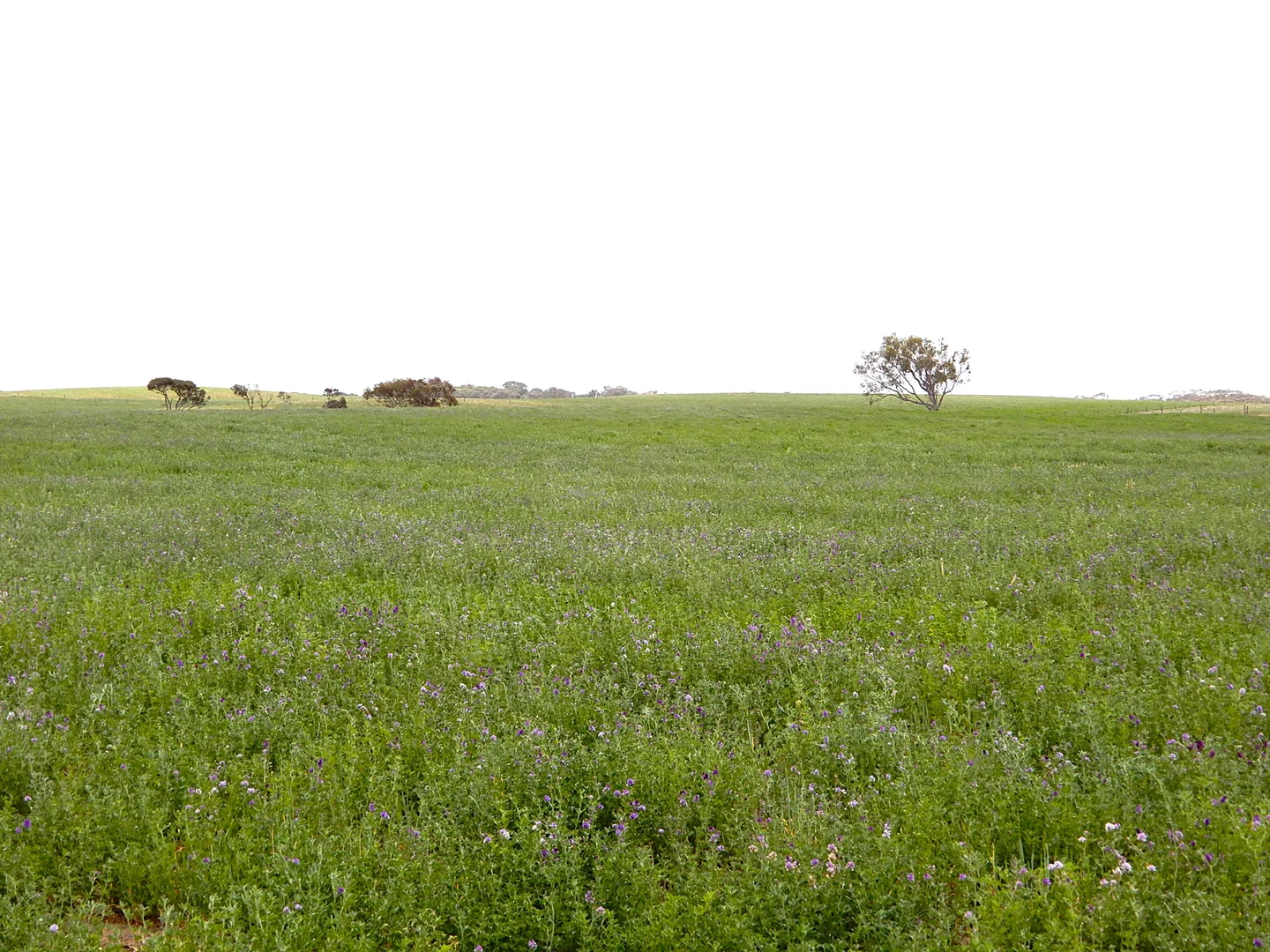 Image 13