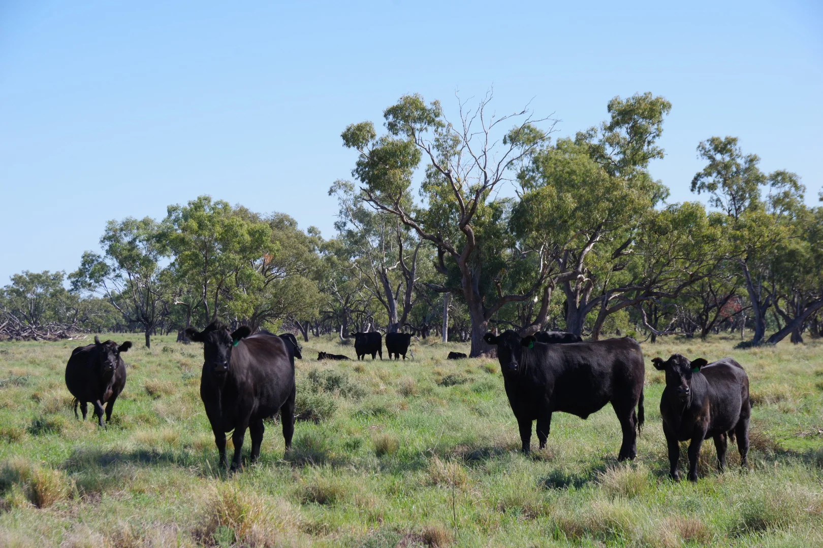 Additional image 2 of . Sunnyside Lane, Wee Waa NSW 2388