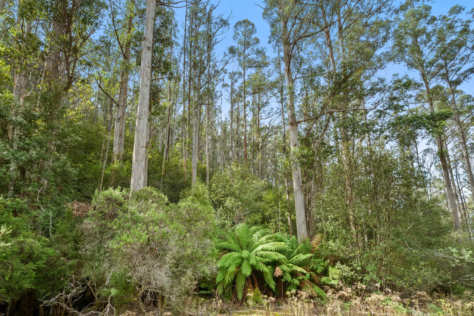 Additional image 21 of 284 Llantwit Road, Woodbridge TAS 7162