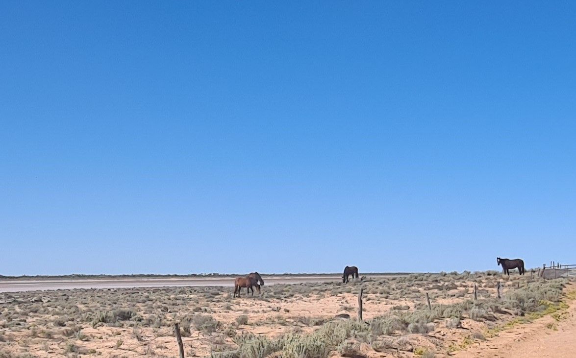 Lake Barlee Station, Sandstone WA 6639, Image 1